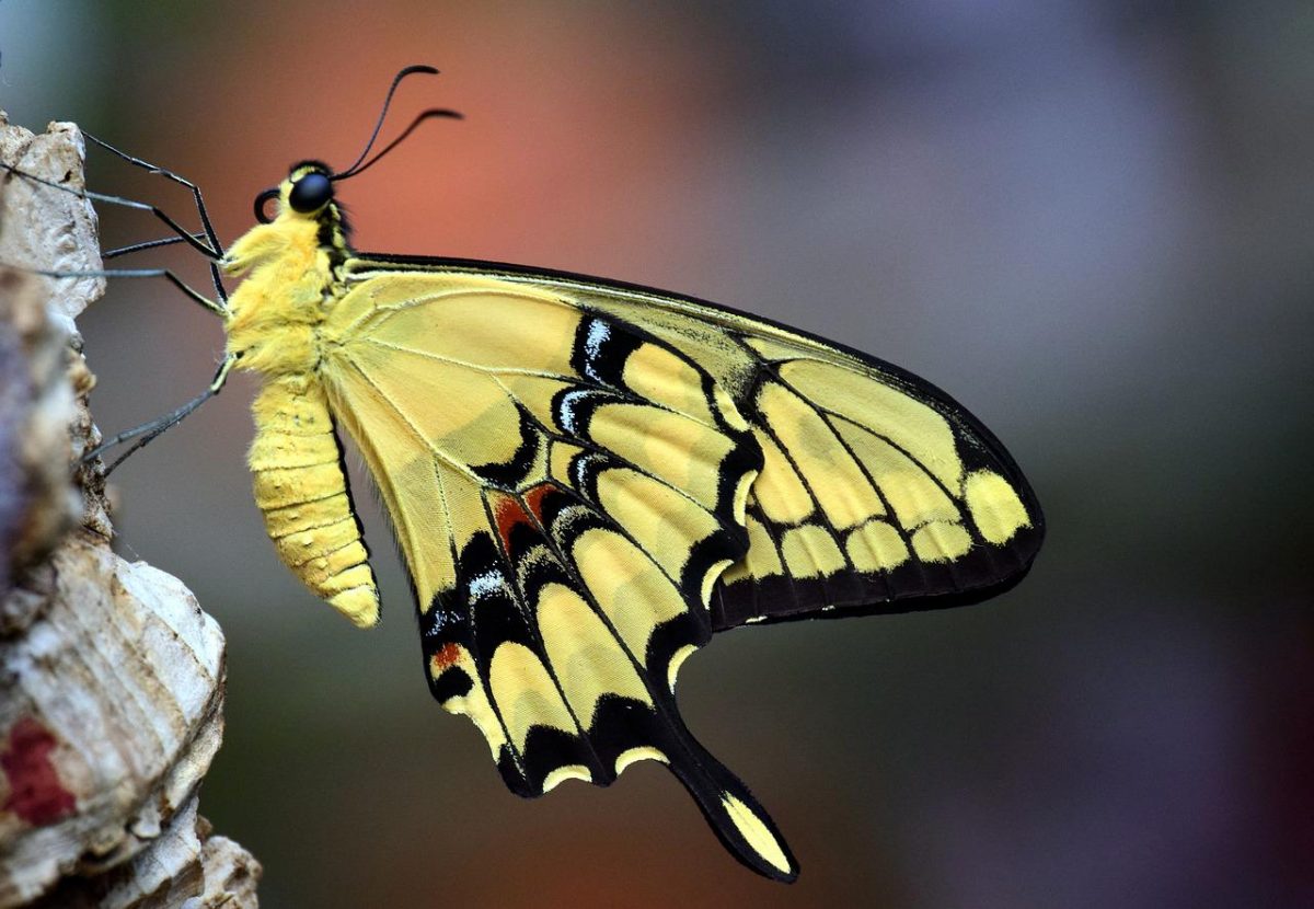 Biodiversità: peggiorano quasi tutti gli indicatori in Europa
