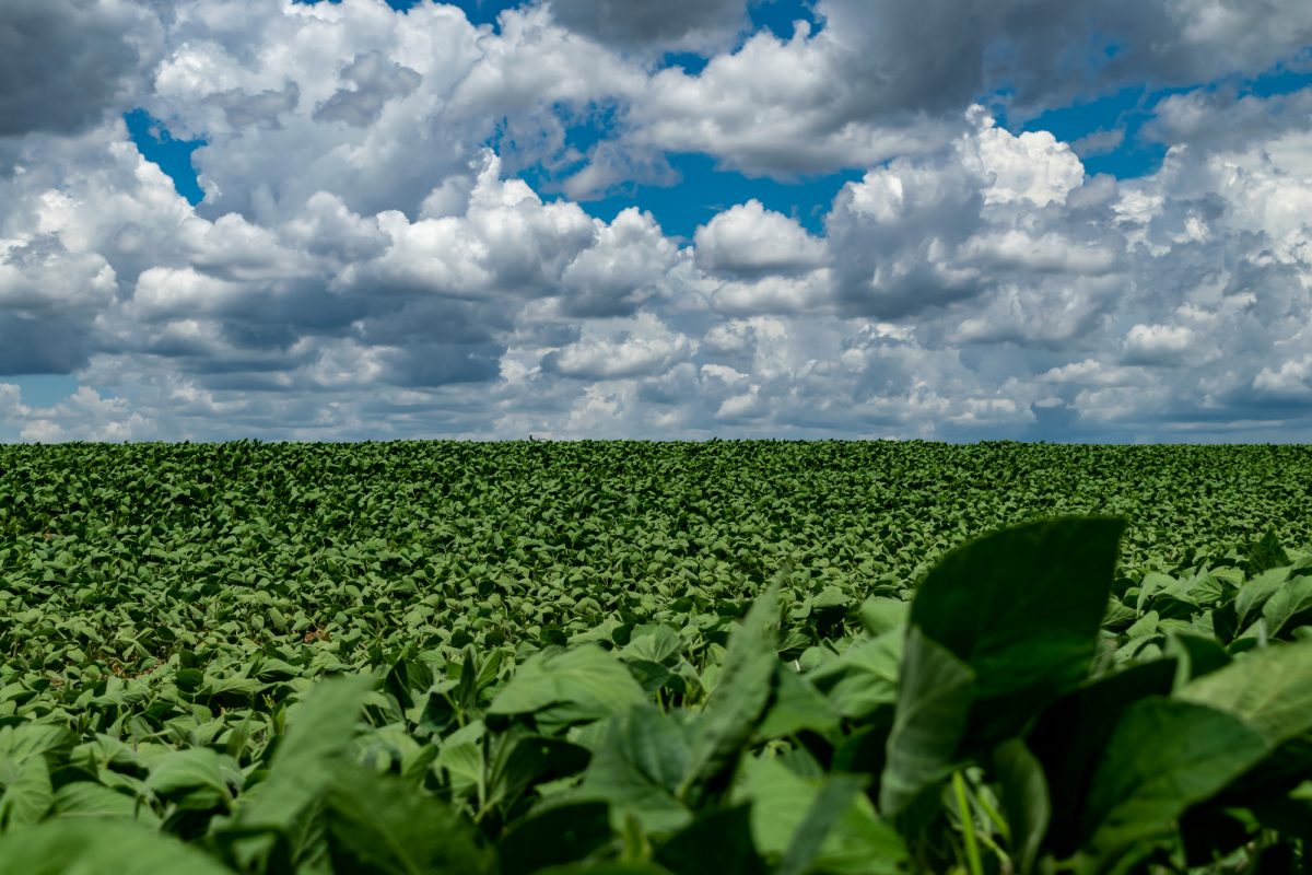 Deforestazione: il Brasile fa un regalo all’agribusiness grande 3 volte l’Italia