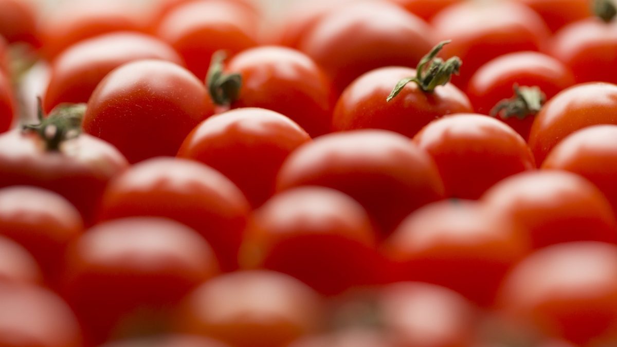 Editing del genoma: UK verso l’ok ai pomodori con booster di vitamina D