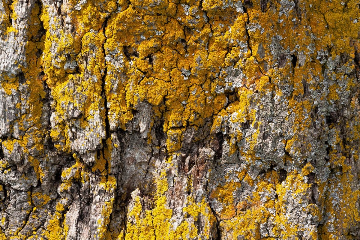 State of the world forests 2022: le foreste sono la chiave contro la crisi climatica