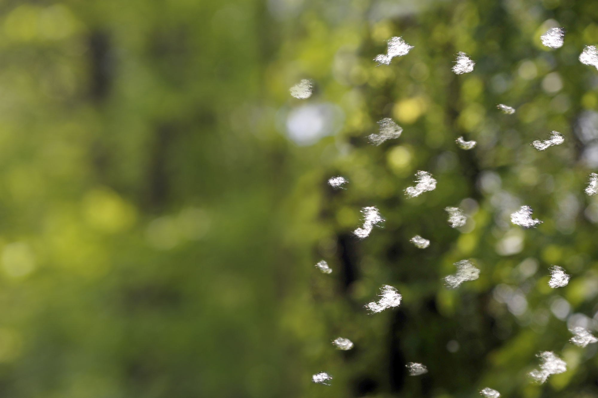 potenziale allergenico