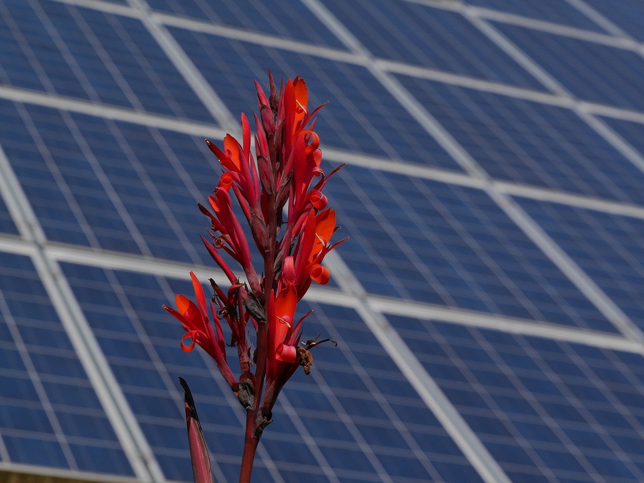 Fotovoltaico e biodiversità