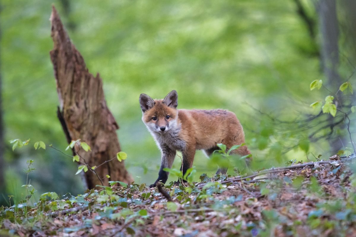 L’indice per lo spostamento degli animali nelle aree protette