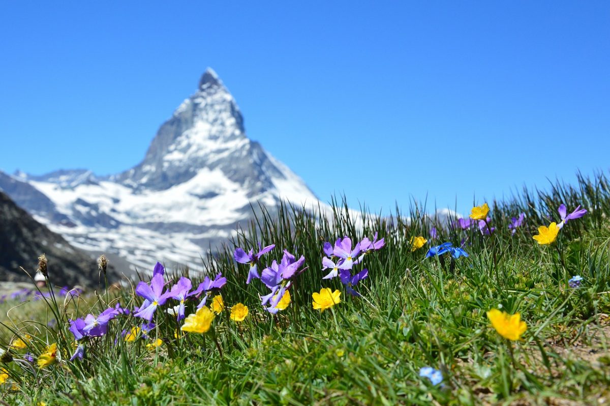 Ecosistema montano: cosa succede se le Alpi diventano sempre più verdi?