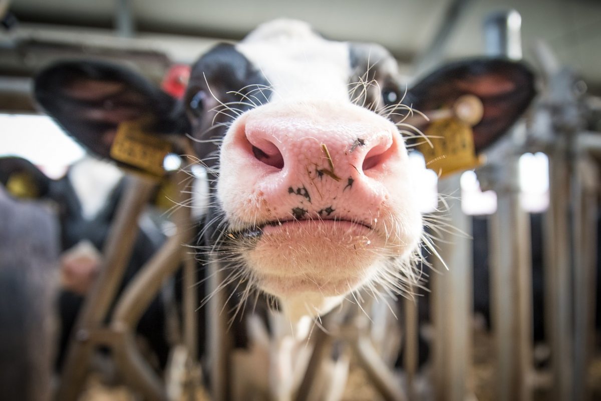 Emissioni agricole: la Nuova Zelanda prova a tassare il metano enterico