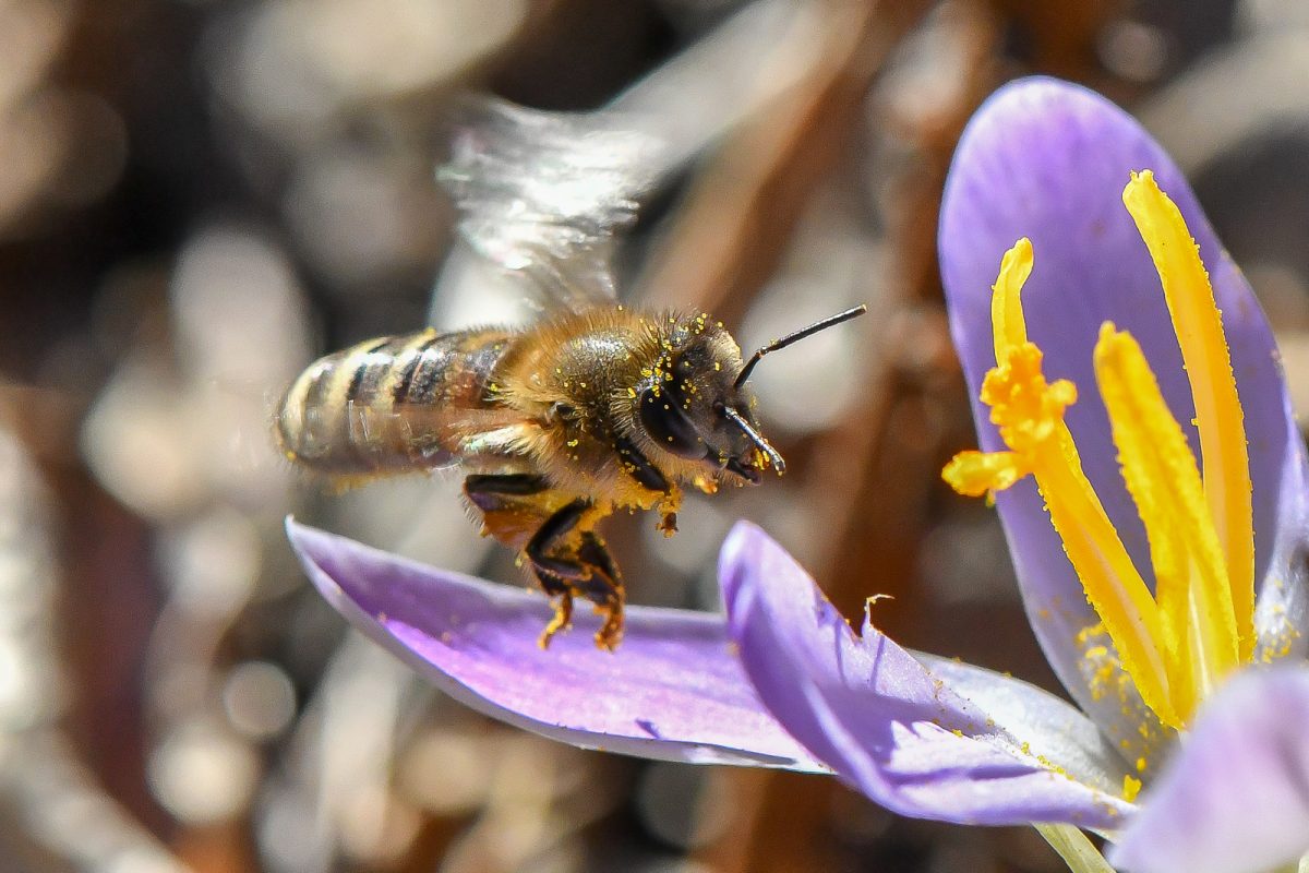 Glifosato: le prove degli effetti nocivi sulle colonie di api selvatiche