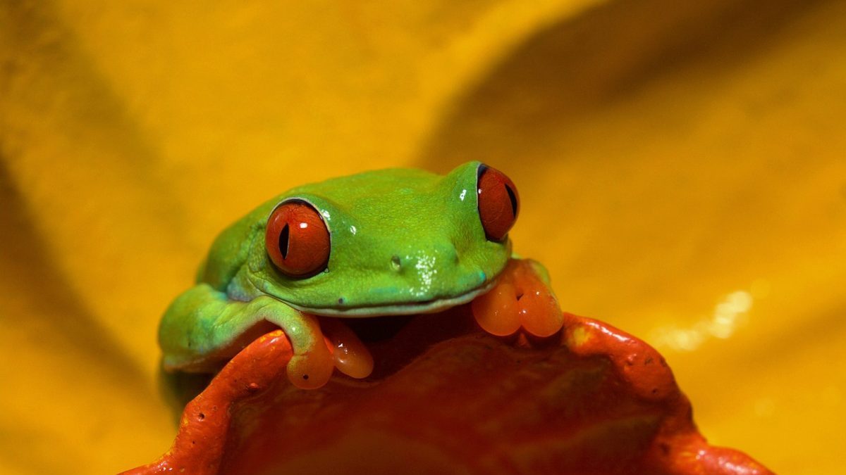 Obiettivi 2030 sulla diversità biologica: strada in salita per la COP15