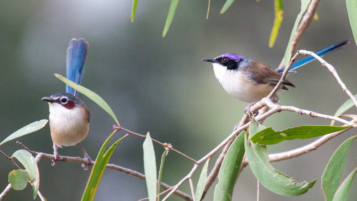 Ondate di calore: possono danneggiare il dna dell’avifauna