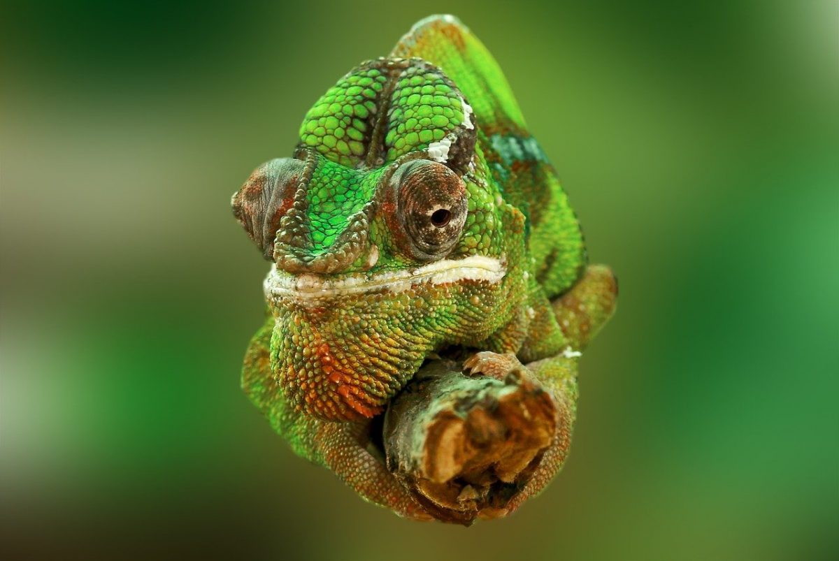 Perdita di biodiversità: bisogna proteggere subito un’area grande 4 volte l’Italia