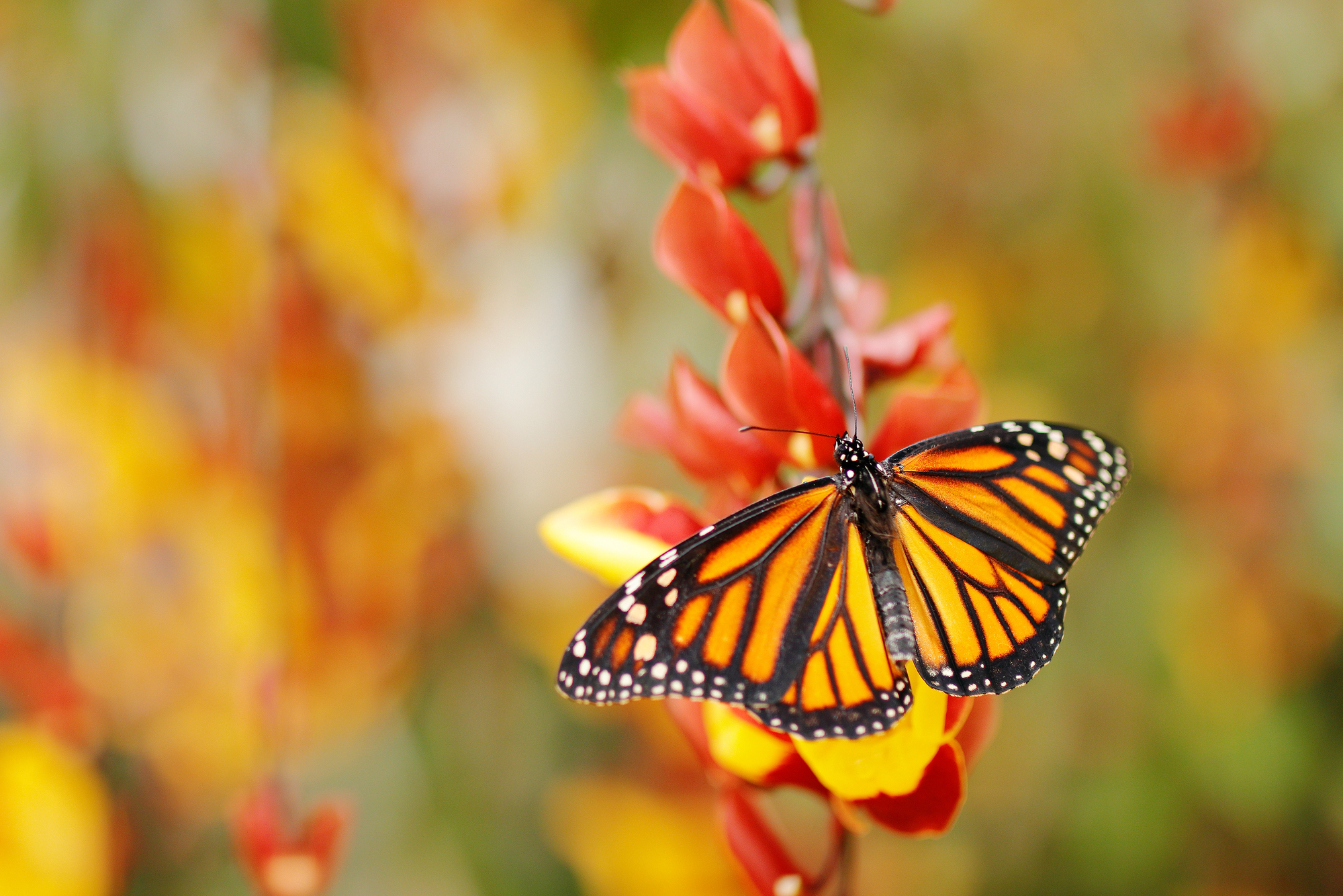farfalla monarca migratrice