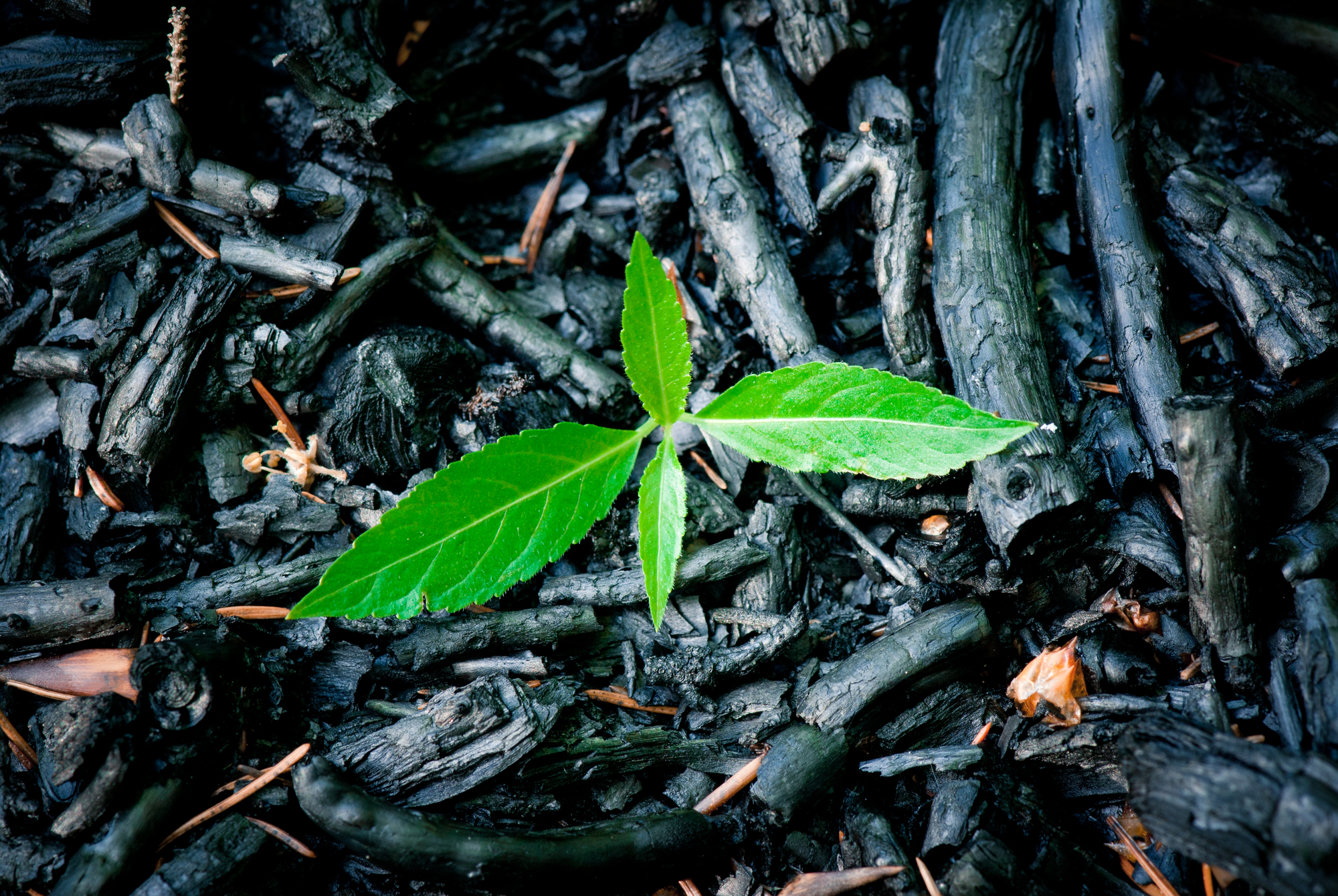 piante incendi