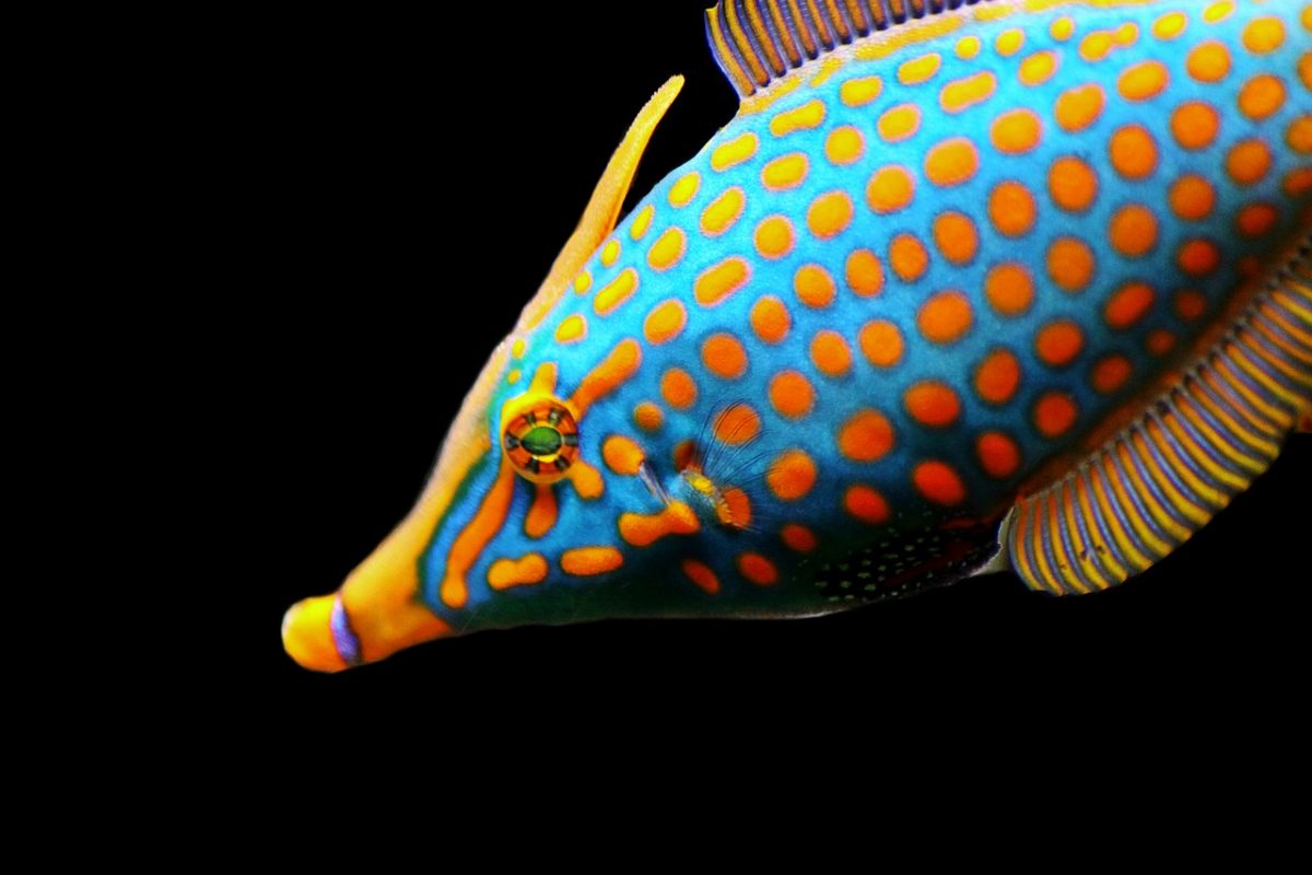 Biodiversità marina: a rischio 7 specie su 10 nelle aree più ricche di vita