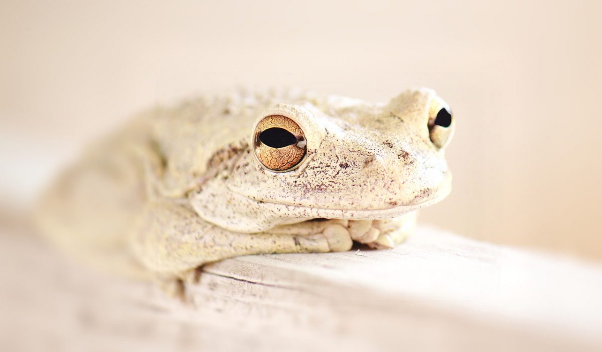 Estinzione di massa: perché sbagliamo a stimare le specie a rischio?