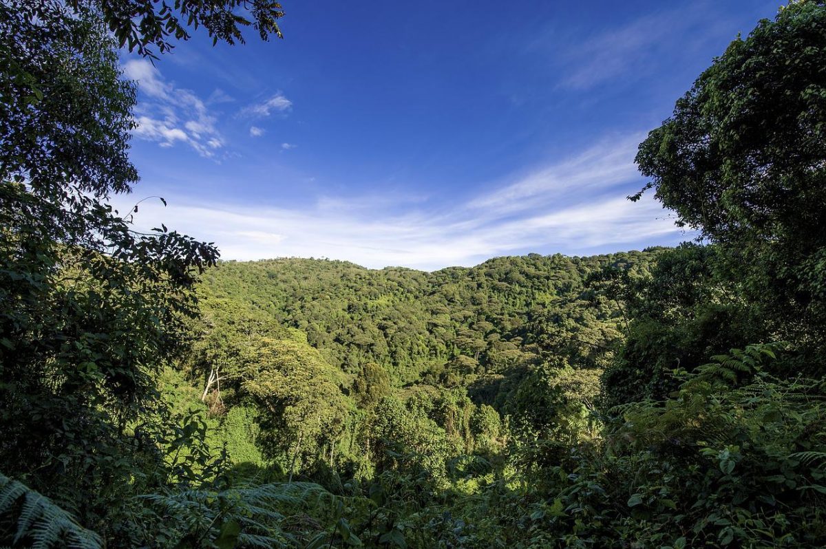 Foresta tropicale: il Congo apre alle trivelle nella Cuvette centrale