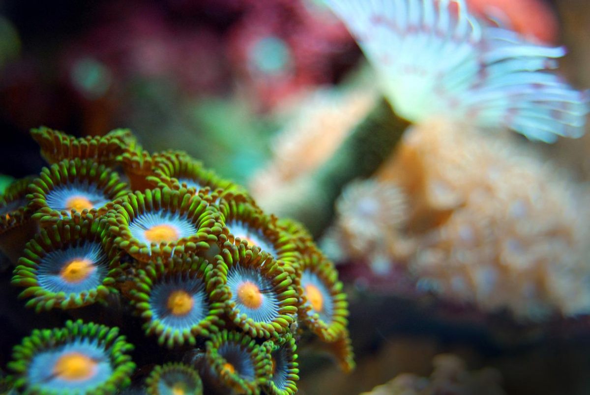 Grande barriera corallina: mai così vitale da 36 anni nonostante il bleaching