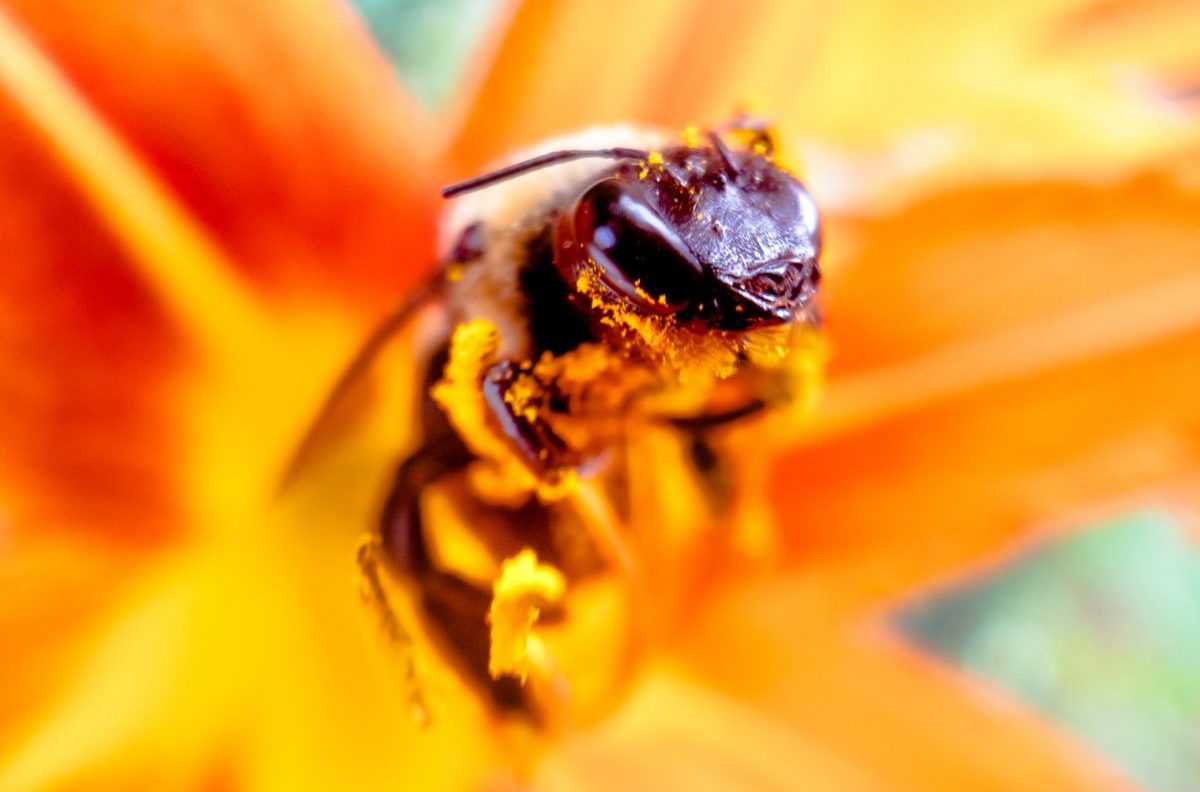 Orientamento delle api: l’impatto dei neonicotinoidi è “drammatico”