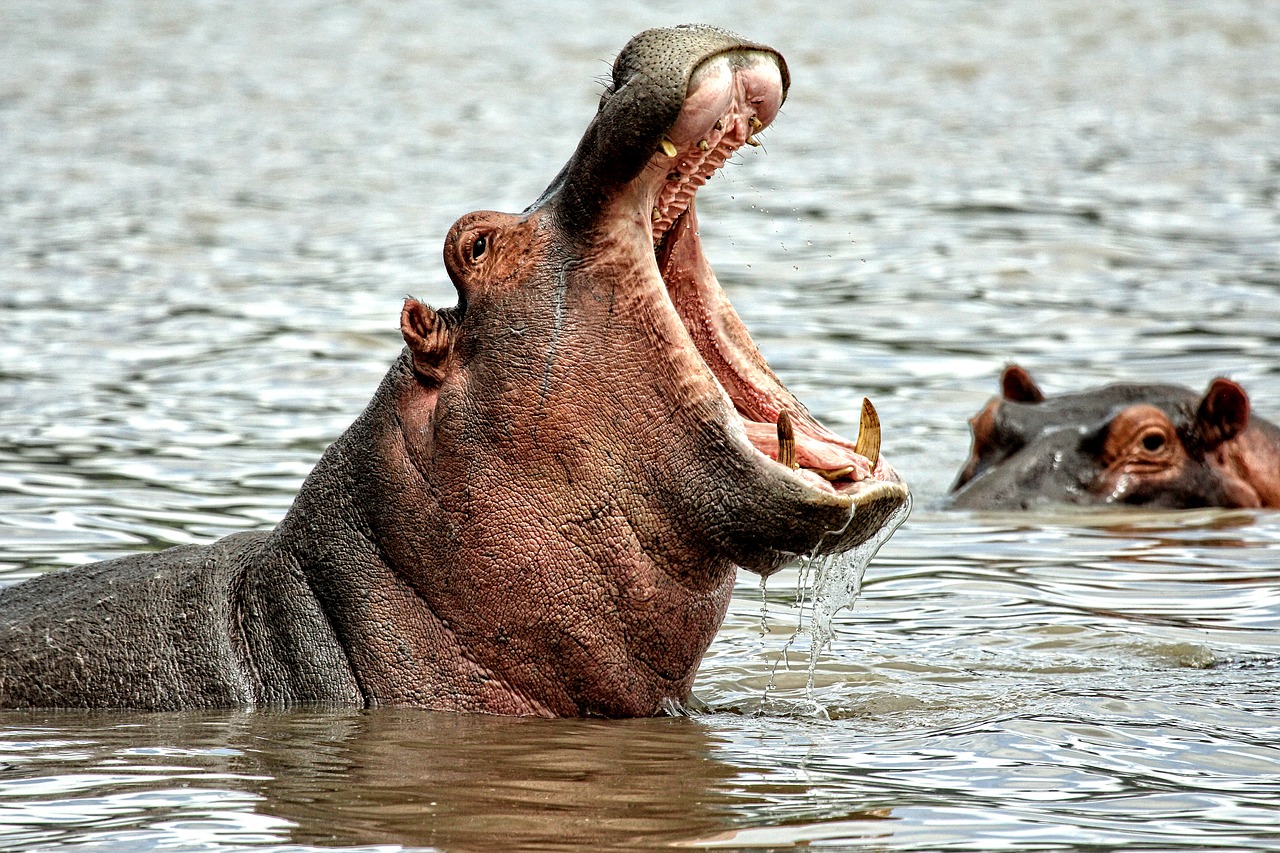 Inserire gli ippopotami tra le specie in pericolo: la richiesta per la Cities Cop
