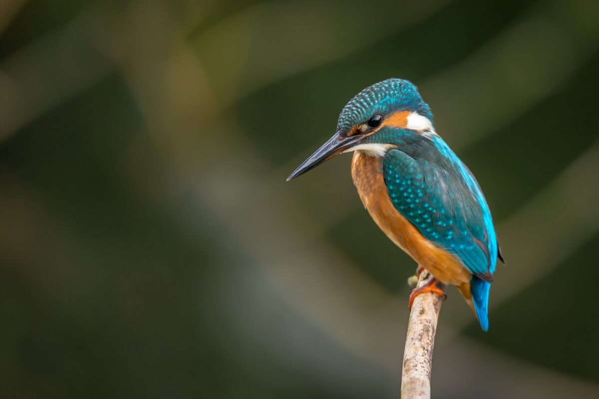 Avifauna: 1 specie su 8 è a rischio estinzione