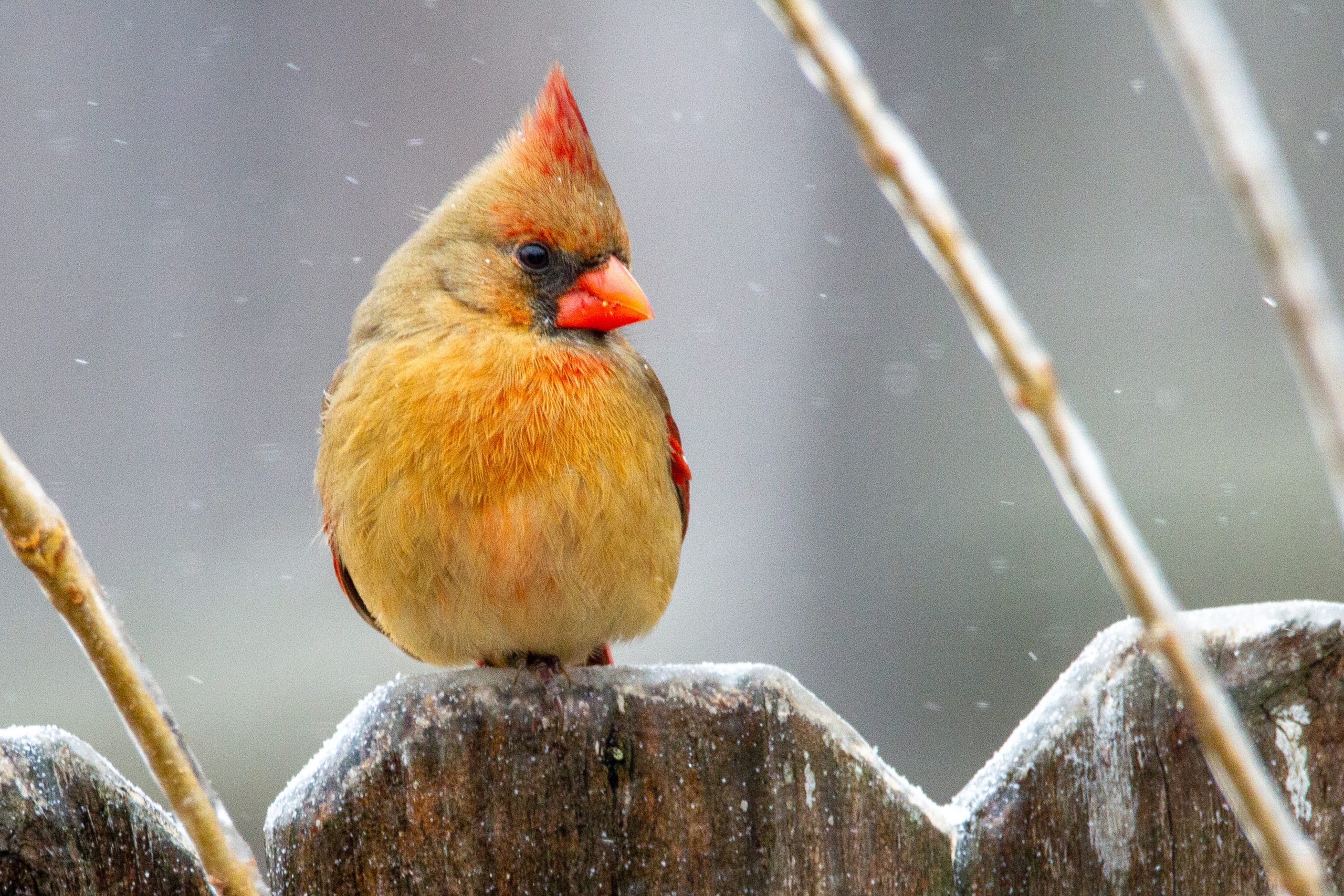 Uccelli canori