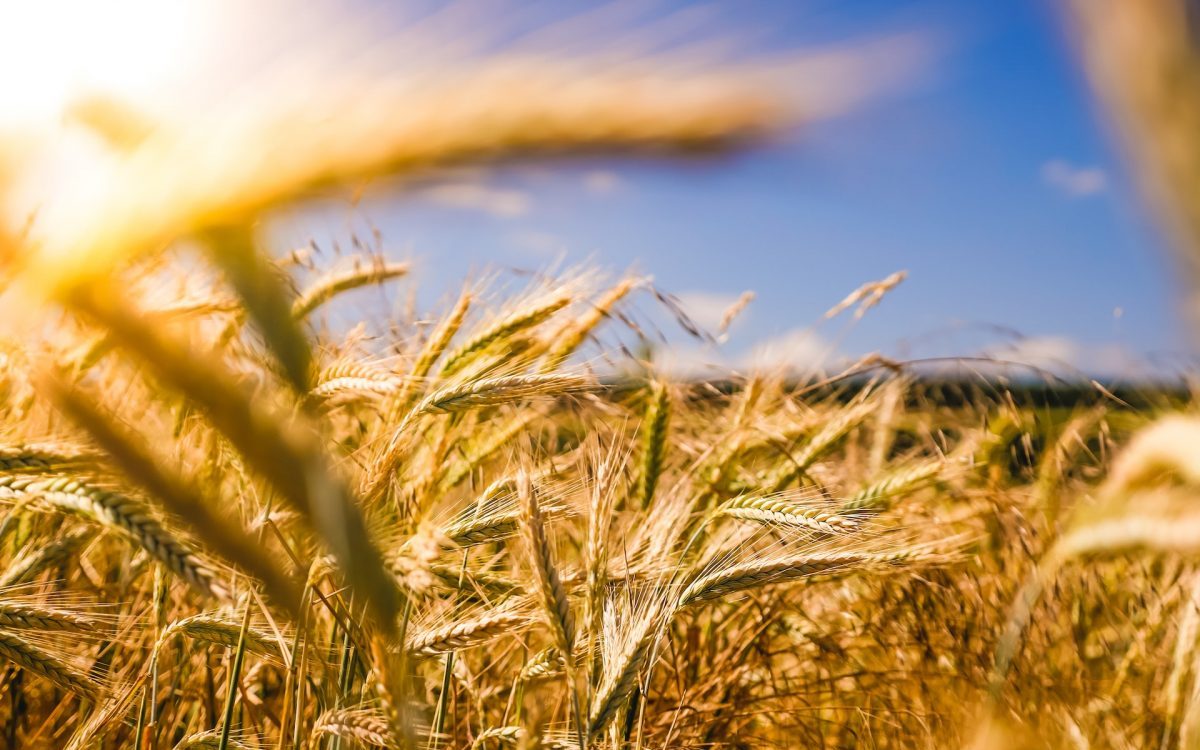Sicurezza alimentare: rischio caldo estremo sul 70% della produzione agricola entro 2045