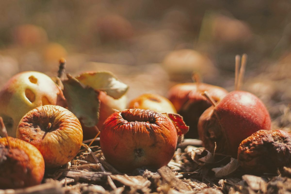 Spreco di cibo: l’UE butta via più cibo di quanto ne importa