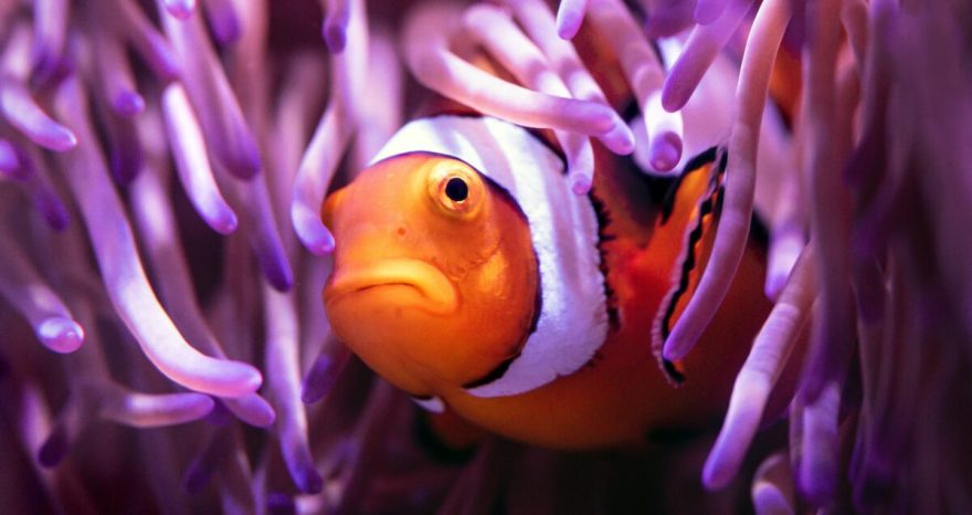 Rinnovabili • Barriere coralline: metà dei reef globali sotto stress già nel 2035