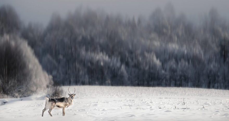 Rinnovabili • Clima dell’Artico: pioggia più frequente della neve nel 2100