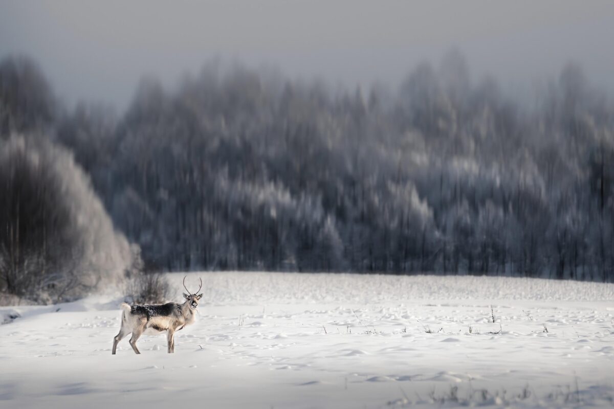 Clima dell’Artico: pioggia più frequente della neve nel 2100