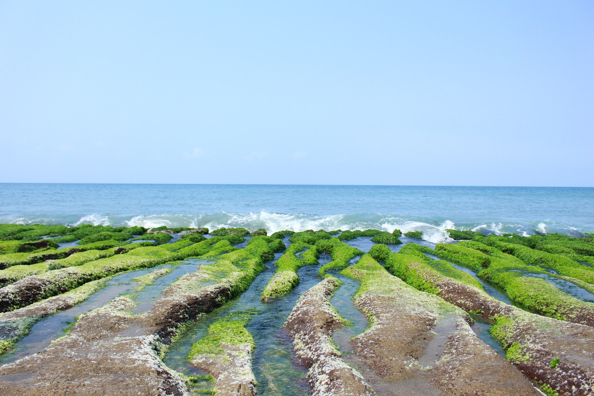 alghe marine