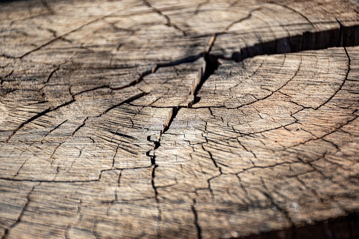 Deforestazione in Amazzonia: nuovo record a ottobre, -904 km2