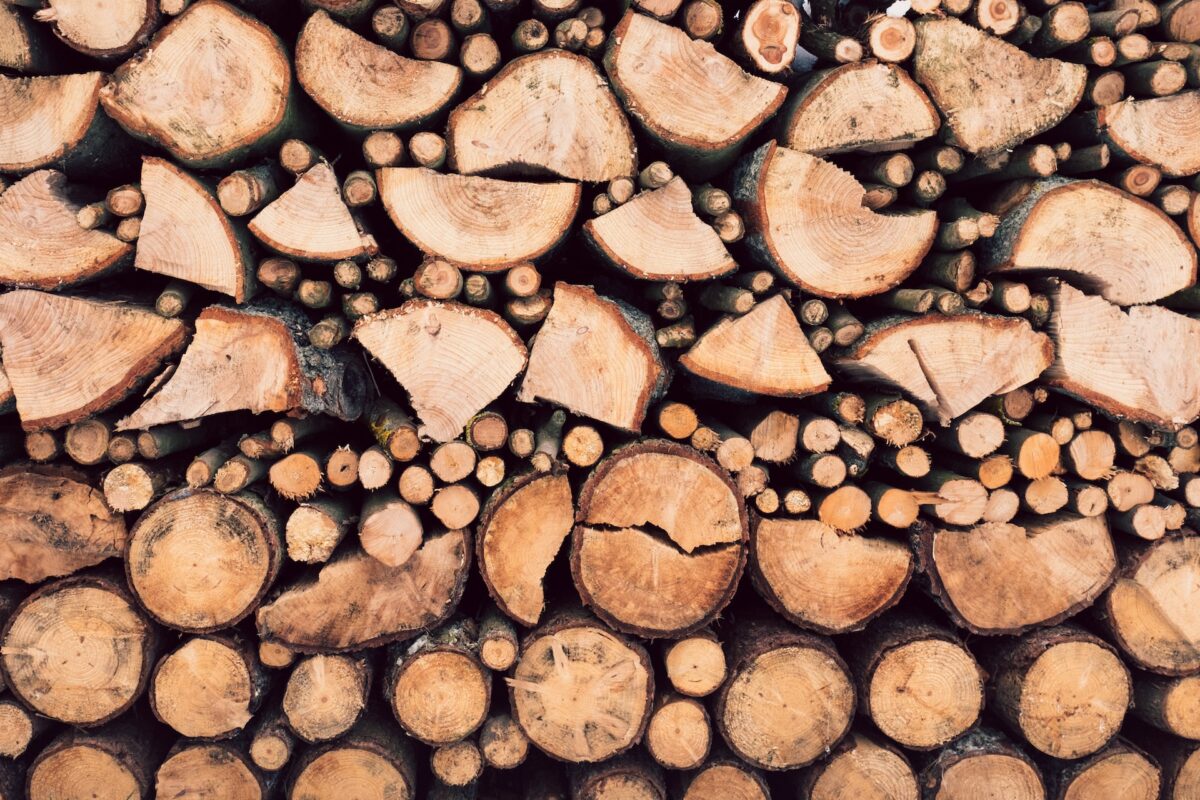 Patto sulla deforestazione: flop alla COP27, dicono sì solo 25 paesi su 140
