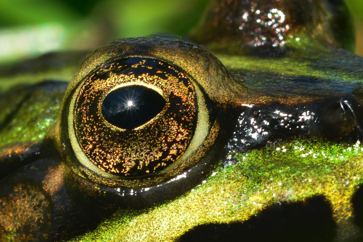 Perdita di biodiversità: luci e ombre dell’impegno delle aziende