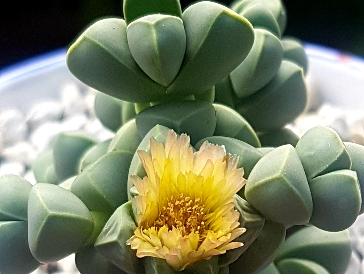cella solare biologica