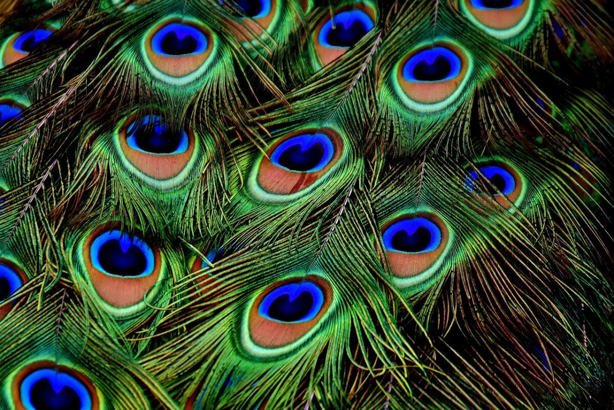 Accordo globale sulla biodiversità post-2020: al via la COP15 di Montréal