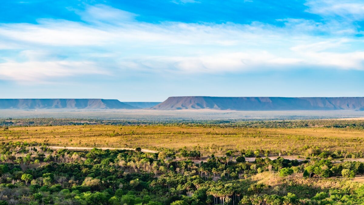 Cerrado brasiliano: in 1 anno distrutti 10mila km2 di savana tropicale