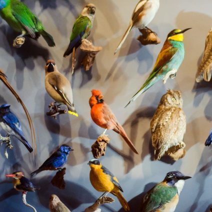 Rinnovabili • COP15 di Montreal: biodiversità, bisogna fermare “l’orgia di distruzione”