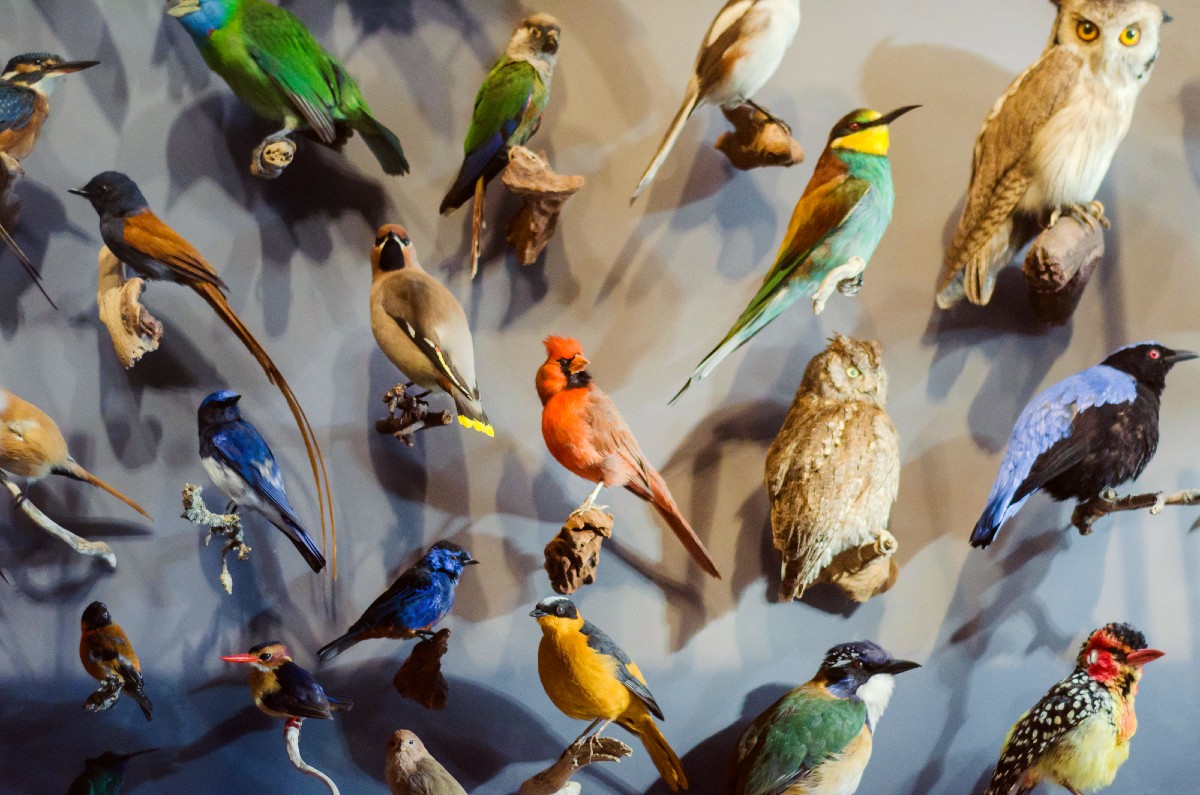 COP15 di Montreal: biodiversità, bisogna fermare “l’orgia di distruzione”