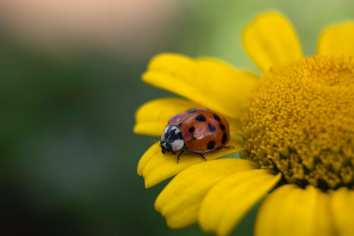 Declino degli insetti: calo degli impollinatori causa 427mila morti l’anno