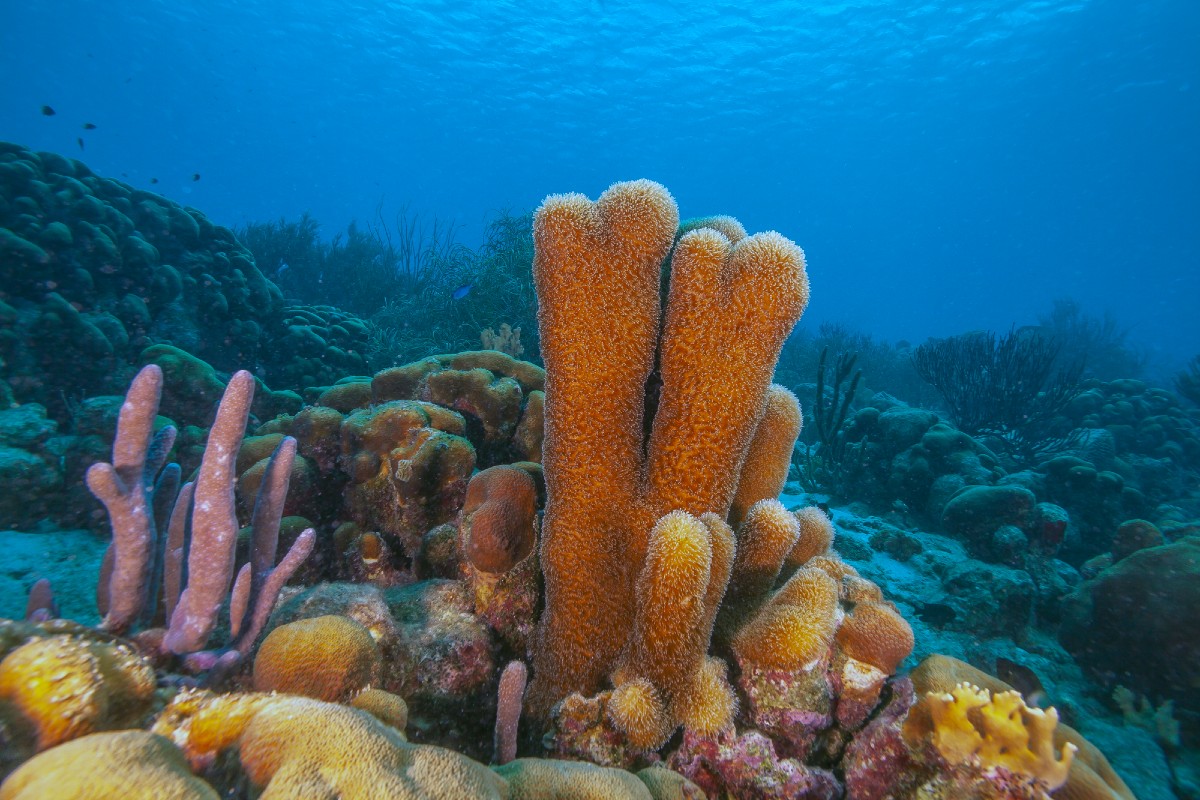 Specie minacciate: il 10% della vita marina è a rischio estinzione