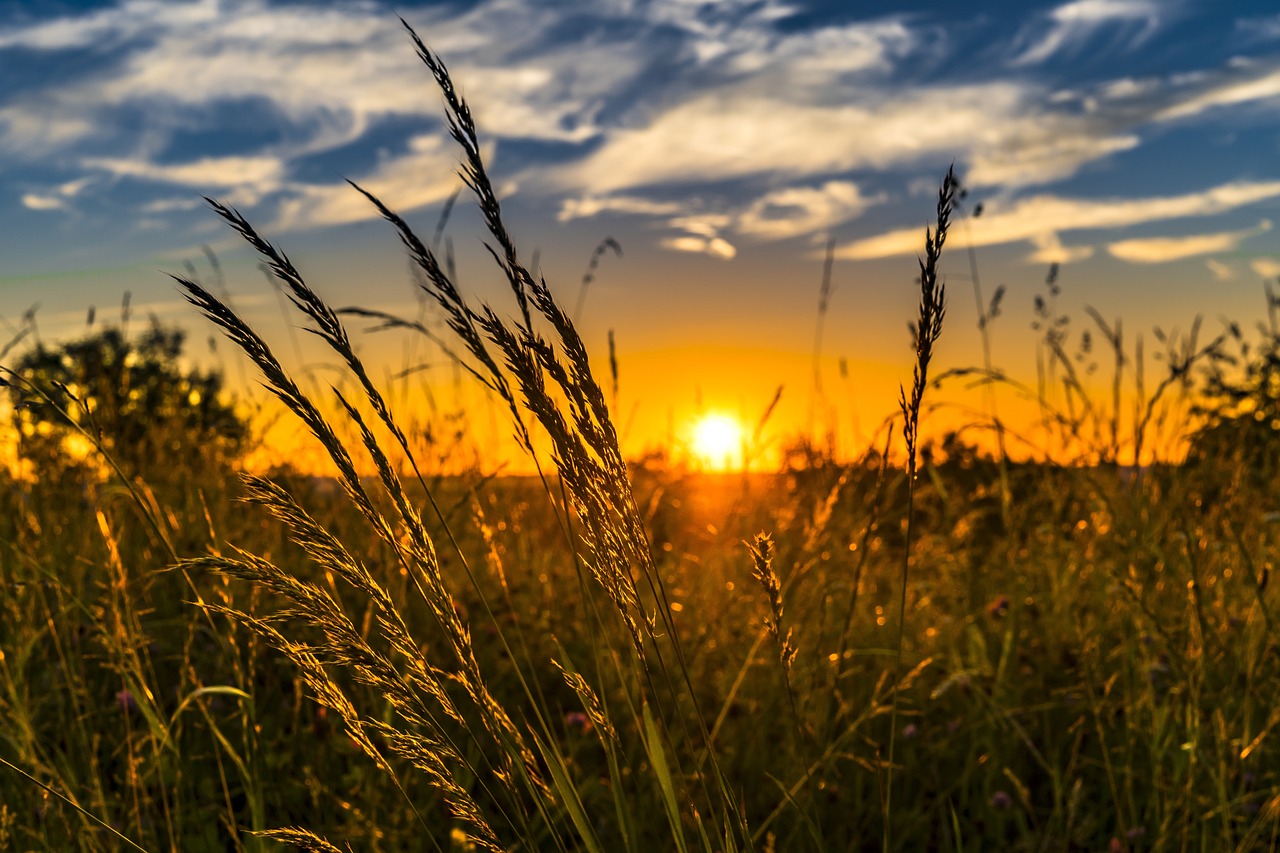 Rinnovabili • costi della sostenibilità agricoltura