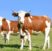 cows-on-pasture-g1bb93e300_1280