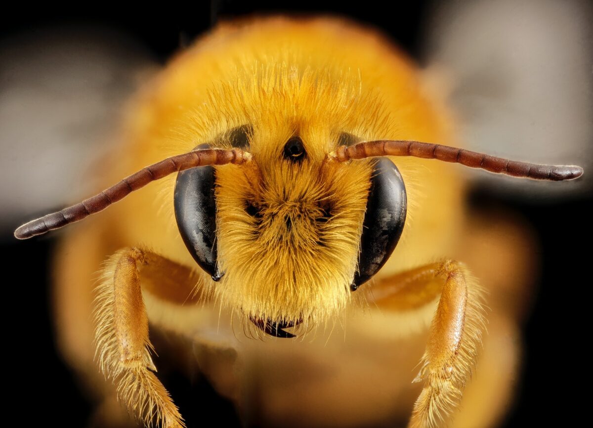 Neonicotinoidi: Ue, stop alle deroghe per i pesticidi che uccidono le api