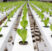 Hydroponic vegetable plantation