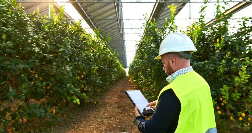 Rinnovabili • Agrivoltaico