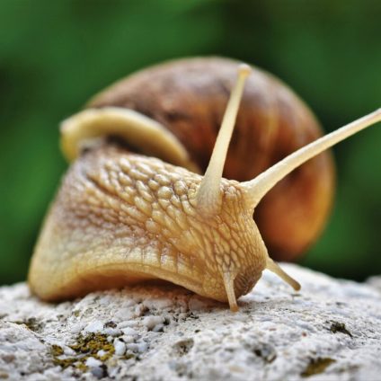 Rinnovabili • Estinzione di massa: il 41% degli ecosistemi nordamericani è in pericolo