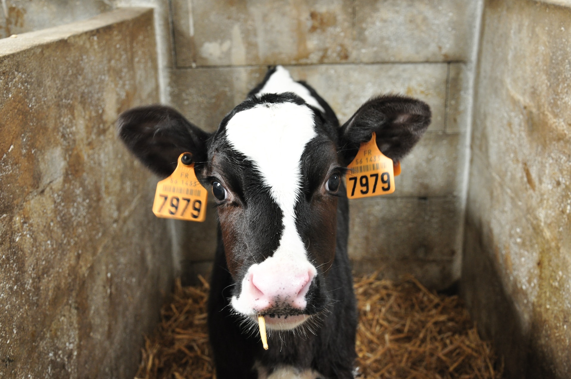 Bovini in Direttiva emissioni industriali: nessuno tocchi quelle vacche!