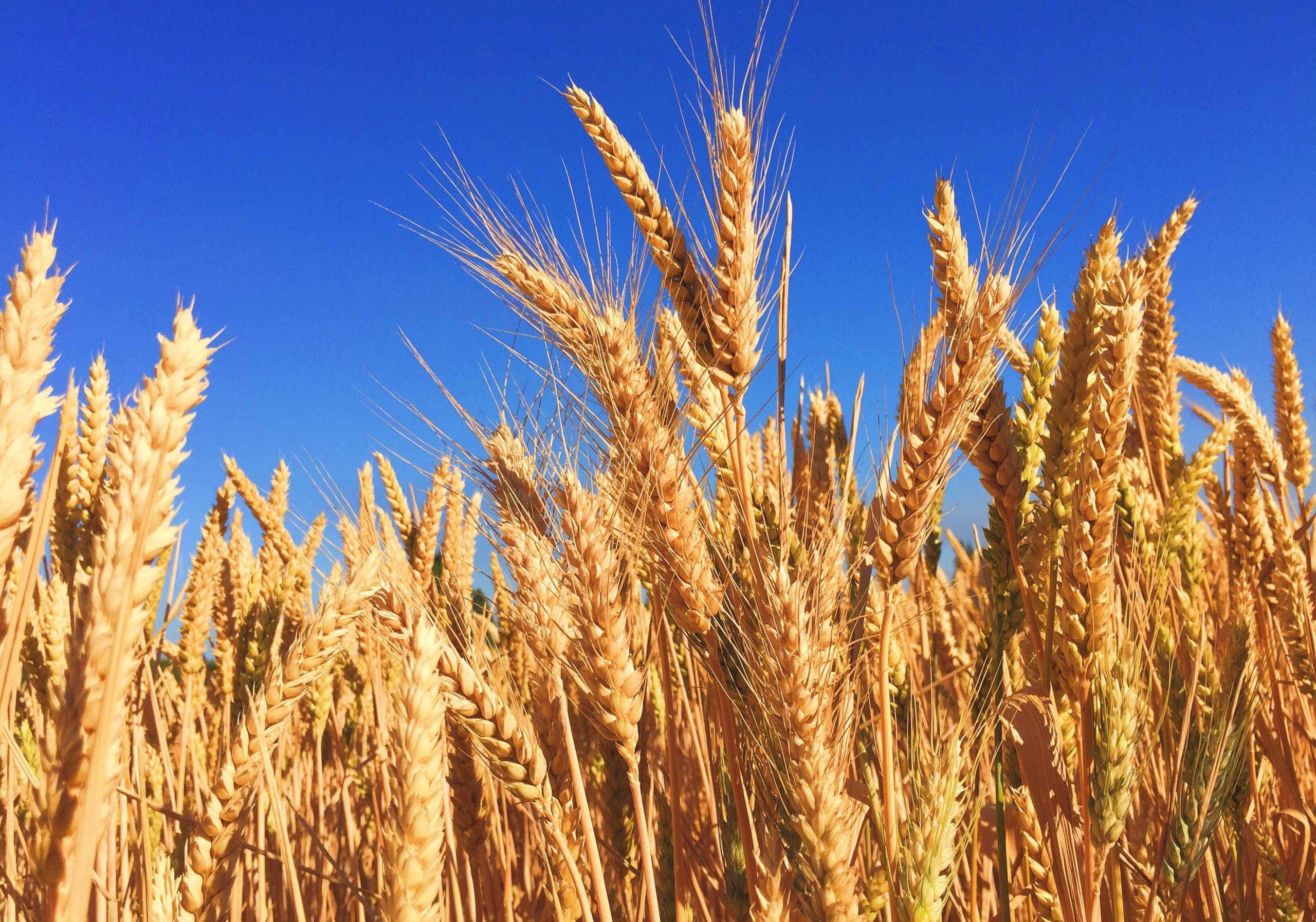grano ucraino