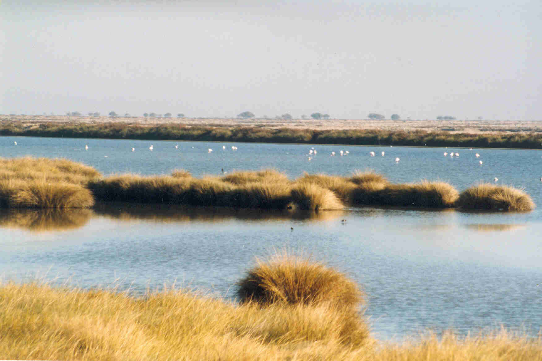 Zone umide: sotto attacco Doñana, patrimonio dell’umanità