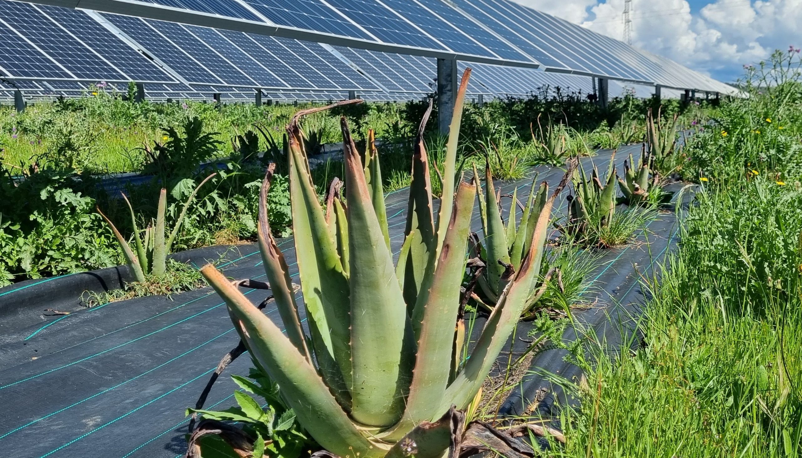 agrivoltaico