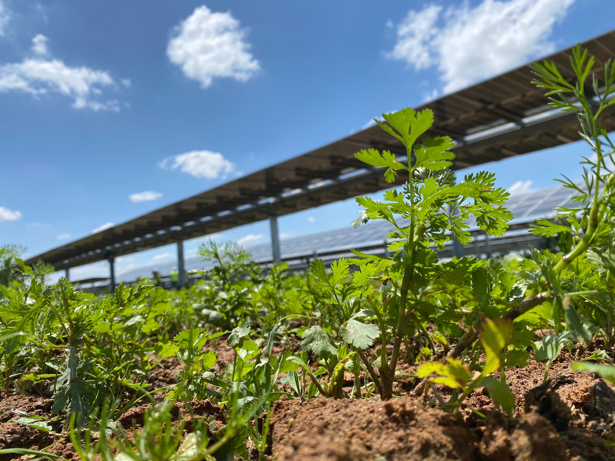 agrivoltaico